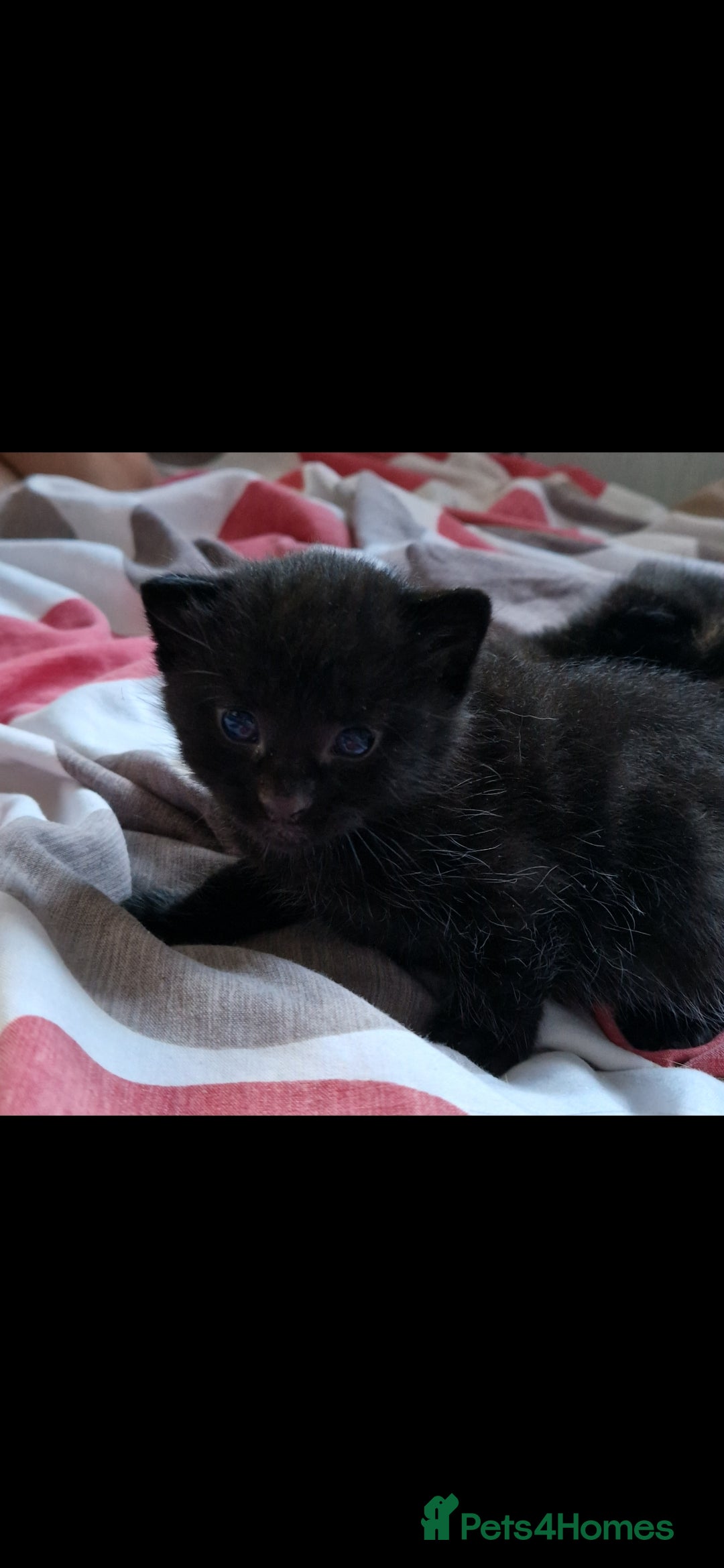Mixed Breed cats for sale: Three beautiful male kittens available - Advert 3