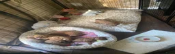 Cavapoo dogs for sale: 5 Beautiful Cavapoos from a family home.  - Advert 8