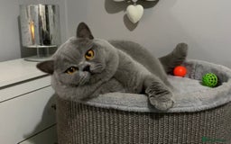 British Shorthair cats for stud: 👑  STUD BLUE CHAMPION BRED EAST MIDLANDS  in Derby - Image 1