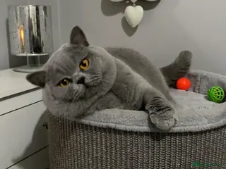 British Shorthair cats 👑 STUD BLUE CHAMPION BRED EAST MIDLANDS in Derby - Advert 17