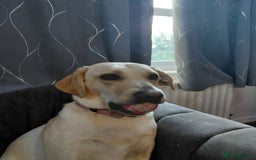 Golden Retriever dogs for sale: Year old golden labrador - Image 2