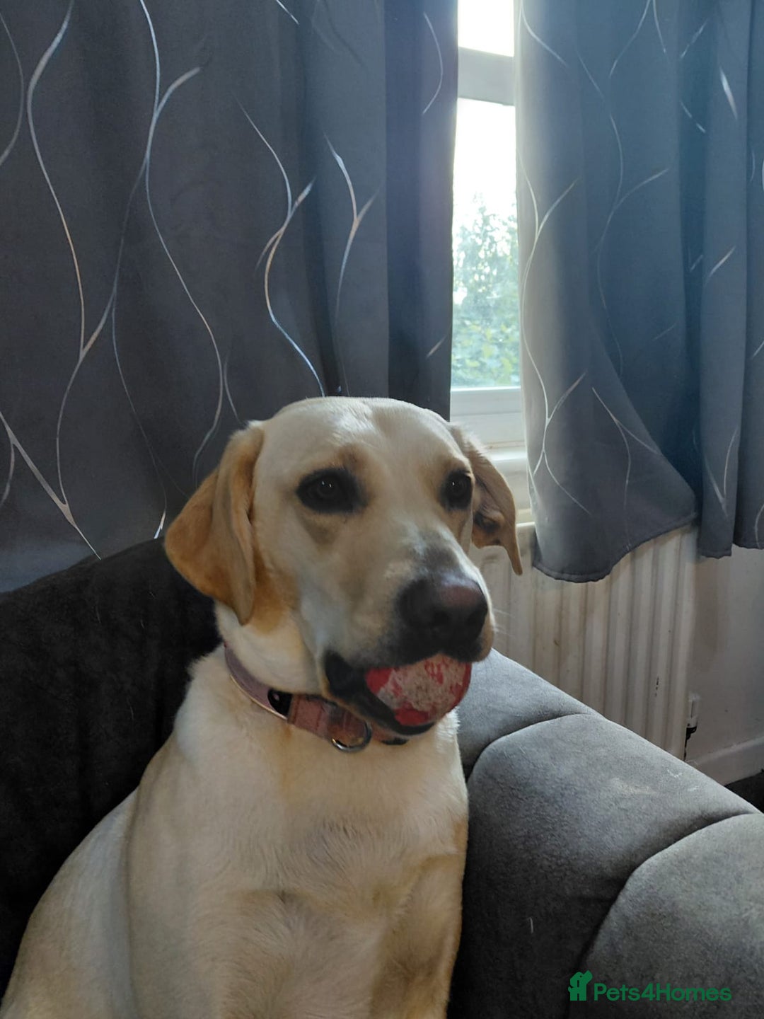 Golden Retriever dogs for sale: Year old golden labrador - Image 2