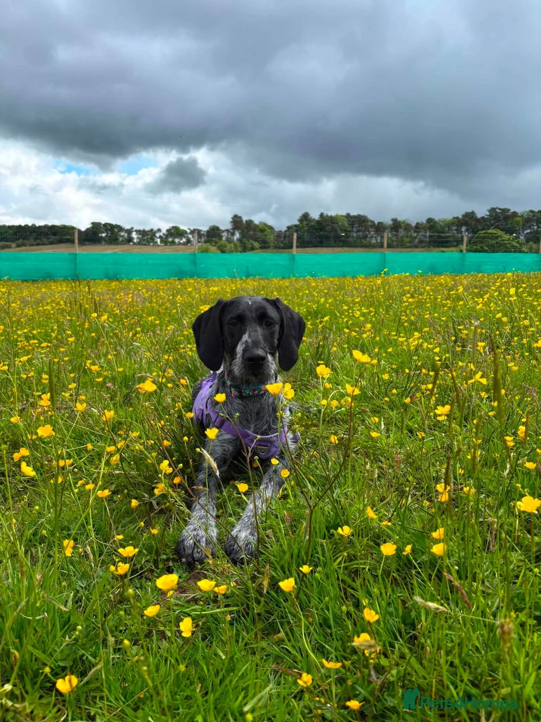 Mixed Breed dogs for adoption: 💜🐾 Could Juno be your adventure buddy in Glasgow - Advert 7