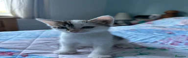Male white and black kitten