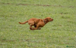 Labrador Retriever dogs for sale: Stunning Pure Labrador retriever puppies - Image 33