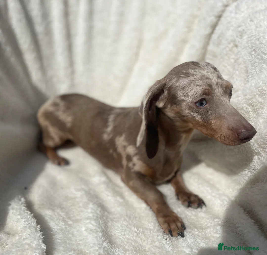 Miniature Dachshund dogs for sale: Female Miniature Dachshund 11 months old   in Maidstone - Advert 1