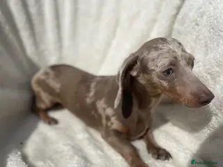Miniature Dachshund dogs Female Miniature Dachshund 11 months old - Advert 18