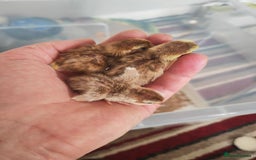 Chickens poultry for sale: USA silkie, jumbo coturnix, celadon quails - Image 3