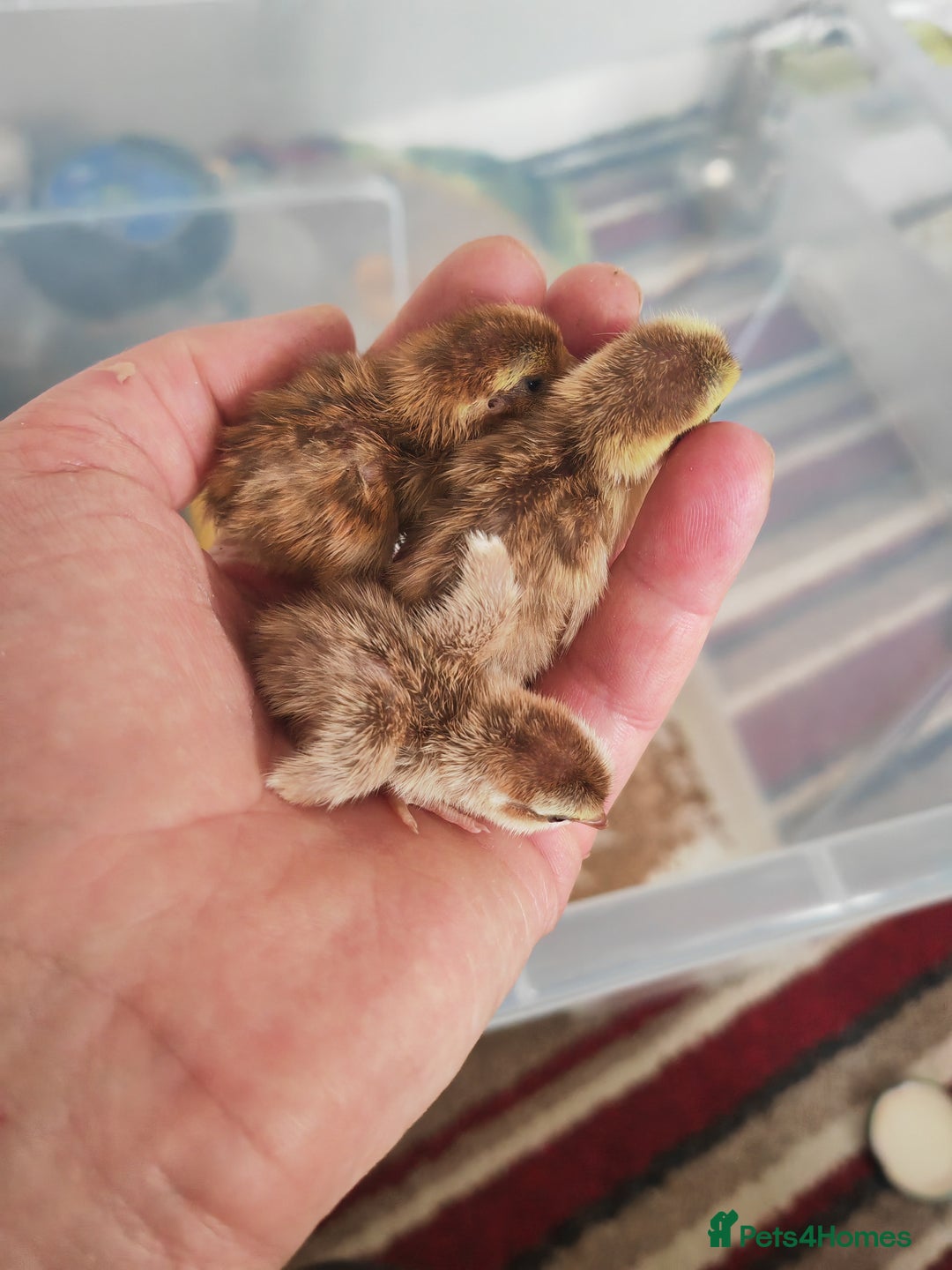 Chickens poultry for sale: USA silkie, jumbo coturnix, celadon quails - Image 3