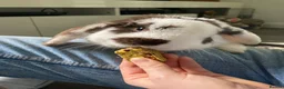 Mini Lop rabbits for sale: 3 year old mini lop  - Advert 7
