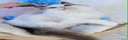 Ragdoll cats for sale: ⭐️AWARD WINNING GCCF CATTERY RAGDOLL KITTENS⭐️ - Advert 18