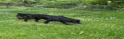 Flat coated Retriever dogs for sale: Gorgeous liver and black Flatcoat Retrievers - Advert 27