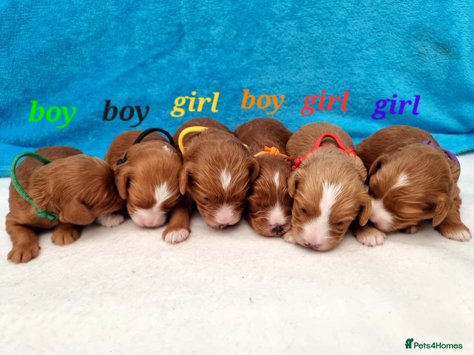 Cavapoo dogs Beautiful Cavapoo F1 puppies  - Advert 7