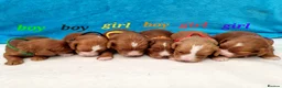 Cavapoo dogs for sale:  Cavapoo F1 puppies,DNA tested parents - Advert 4