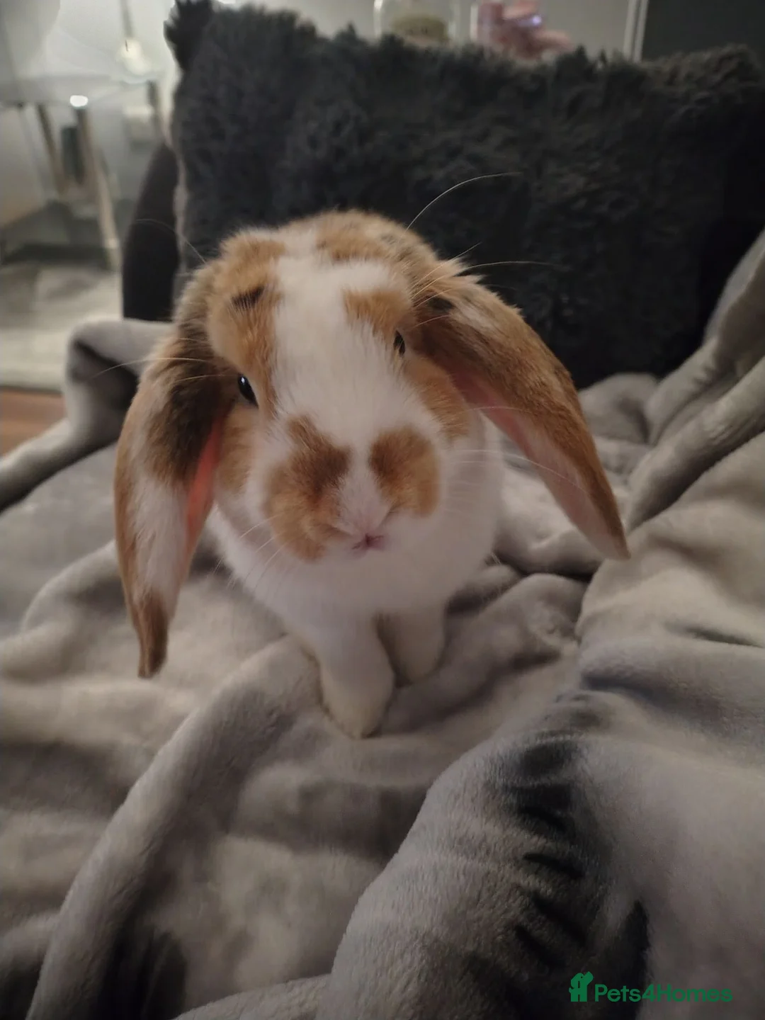 Mixed Breed rabbits for sale: Mixed Mini Lop Male Rabbit  in Deal - Advert 2