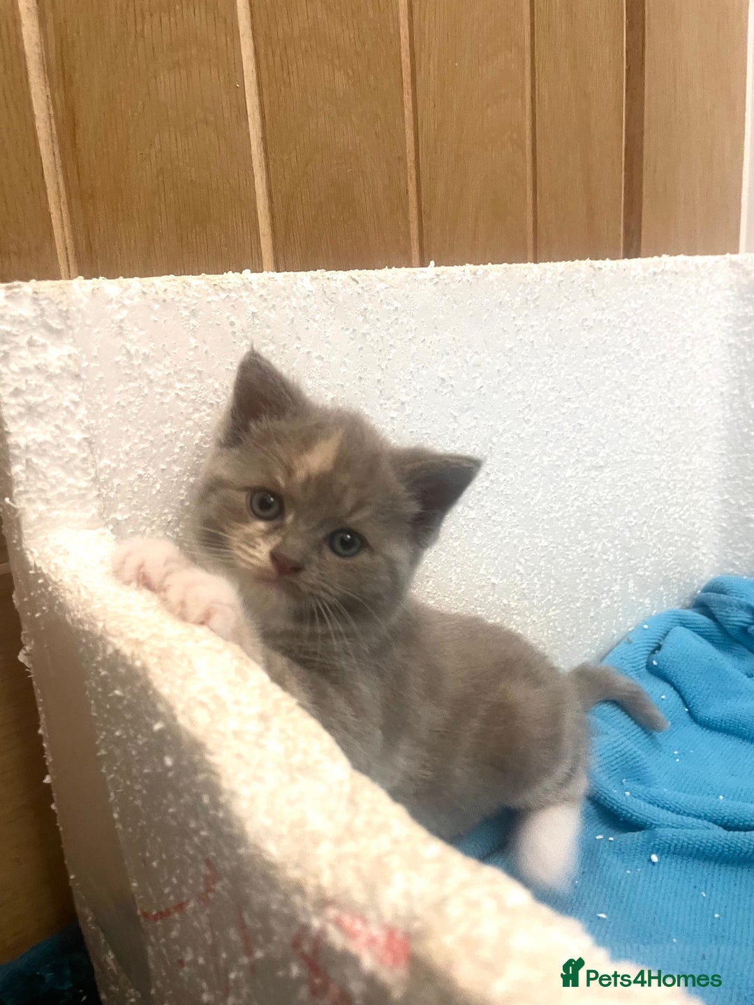 Turkish Angora cats for sale: Turkish angora mix kittens for sale  - Image 12