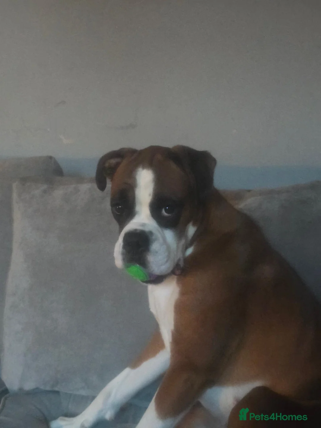 Boxer dogs for sale: KC registered boxer bitch - Advert 2