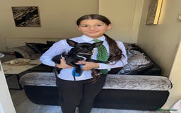 Chorkie dogs for sale: Beautiful chihuahua cross  - Image 1