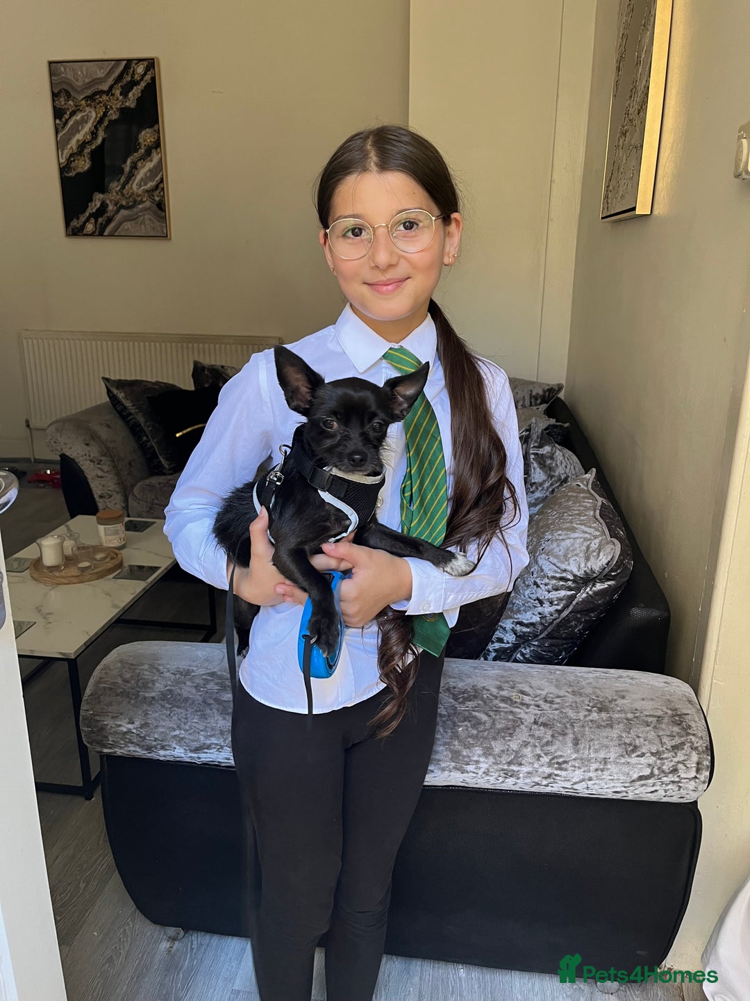 Chorkie dogs for sale: Beautiful chihuahua cross  - Image 1