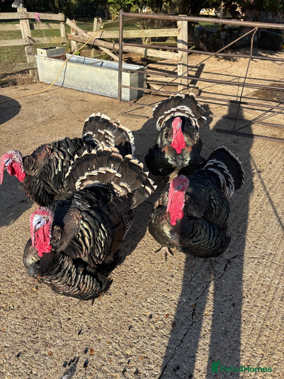 Turkeys poultry for sale: Norfolk Black Turkeys  in Olney - Advert 1