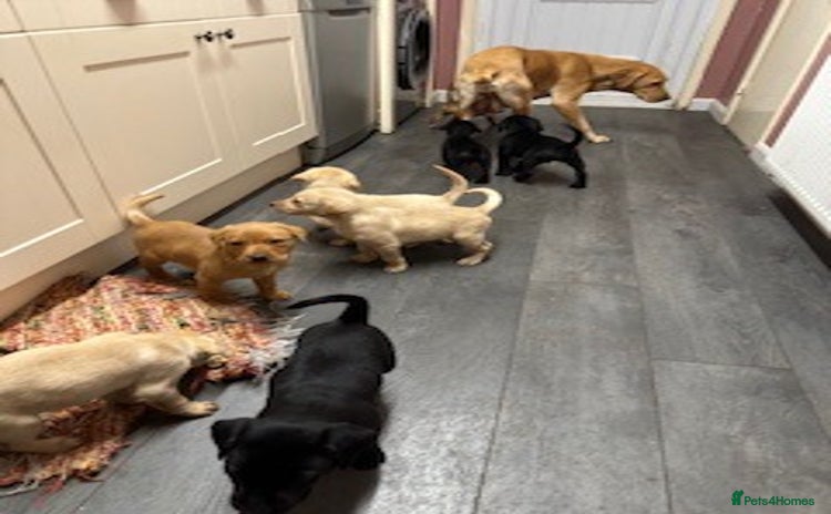Labrador Retriever dogs - Advert 2