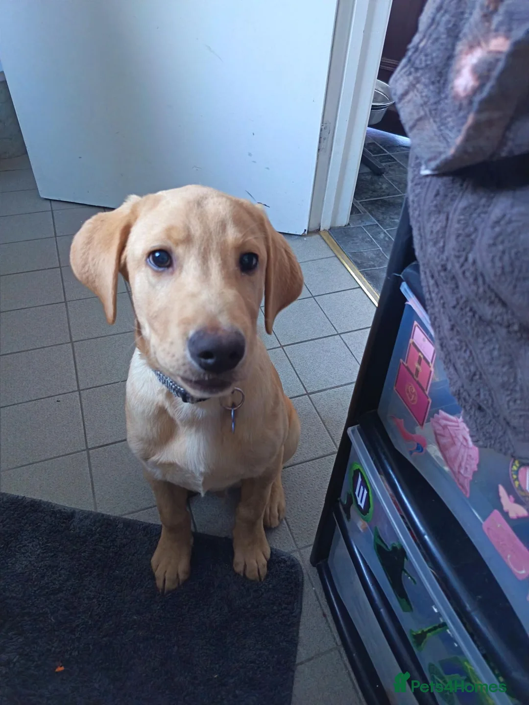Labrador Retriever dogs for sale: Male 20 weeks old lab - Advert 2