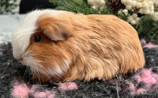 Guinea Pig rodents - Advert 5