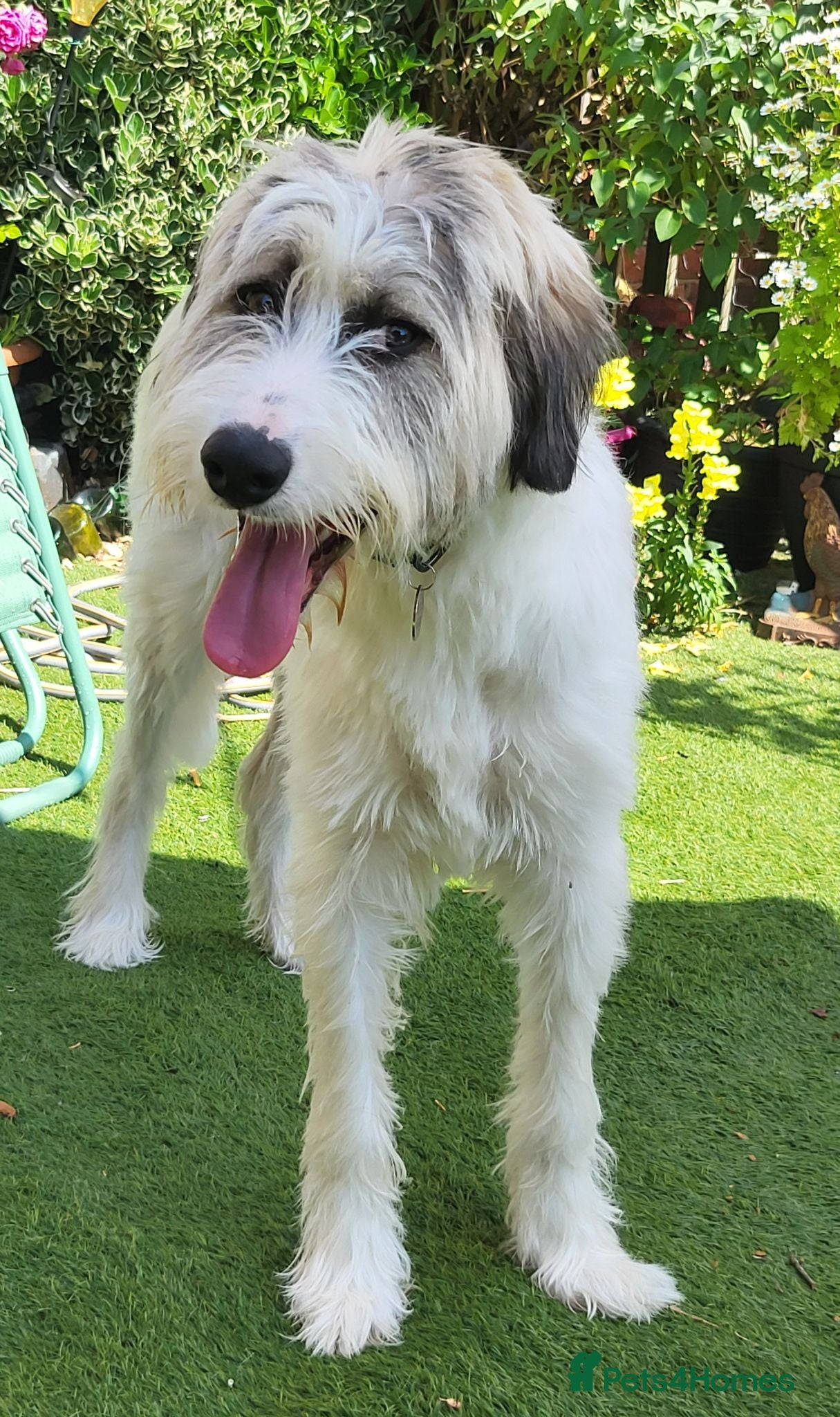Mixed Breed dogs RAYNA - Advert 1