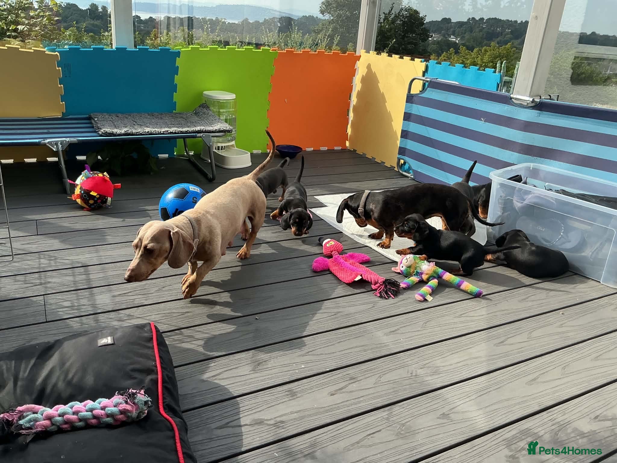 Miniature Dachshund dogs Beautiful miniature dachshund litter  - Advert 2