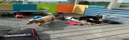 Miniature Dachshund dogs for sale: Beautiful miniature dachshund litter  - Advert 2