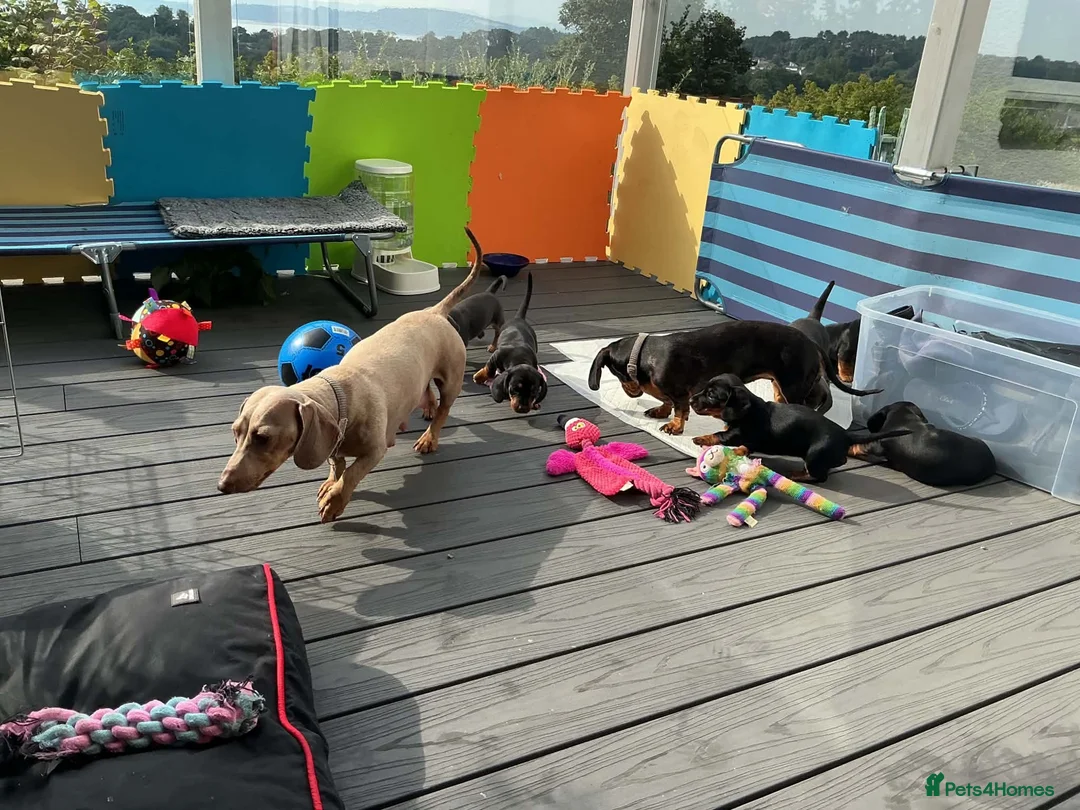Miniature Dachshund dogs for sale: Beautiful miniature dachshund litter  - Advert 2