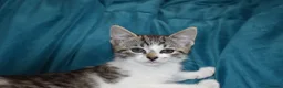 Mixed Breed cats for sale: 6 Gorgeous kittens for sale - Advert 10