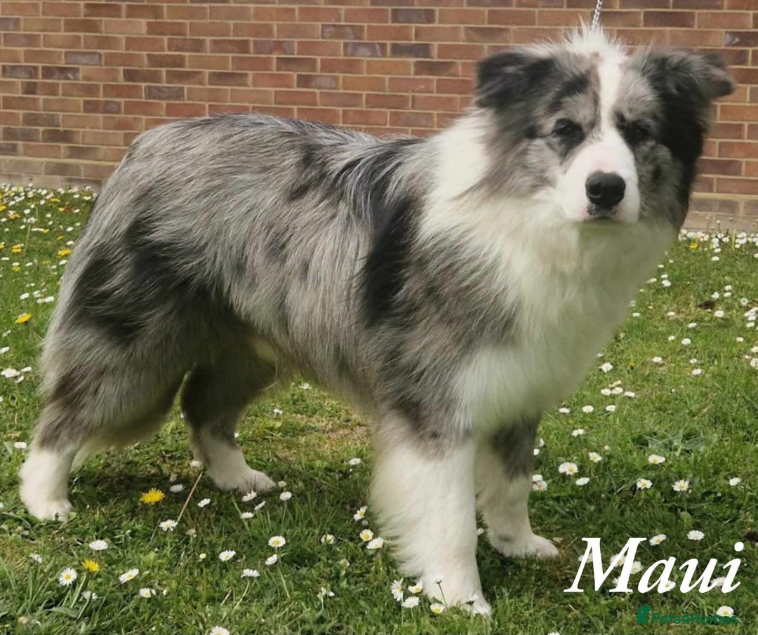Border Collie dogs for sale: Champion line puppies  - Image 8