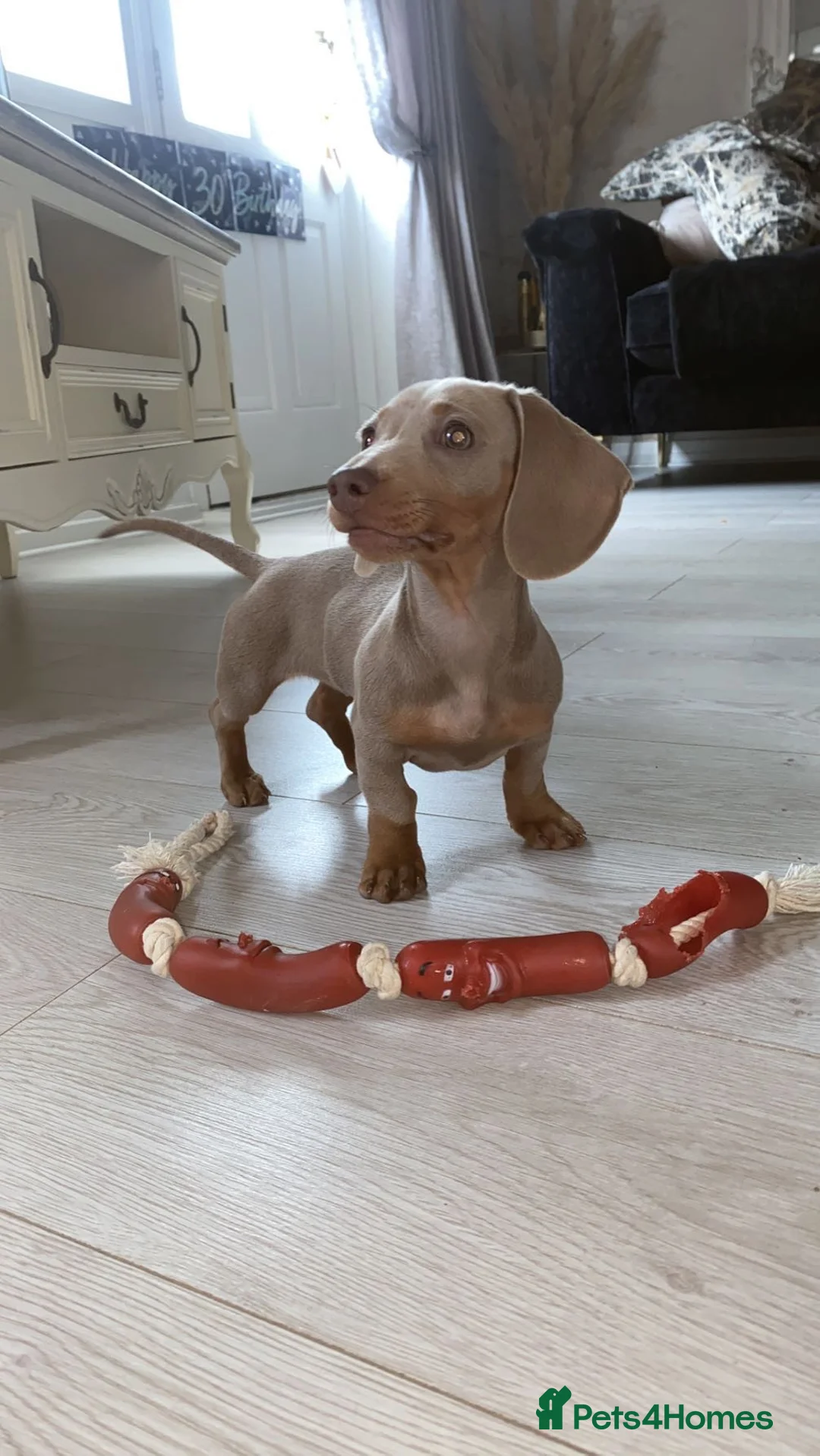 Dachshund dogs for sale: Our family pet Bambi  in Bishop Auckland - Advert 3