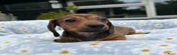 Miniature Dachshund dogs for sale: Miniature dachshund puppies 🐶 READY NOW - Advert 3
