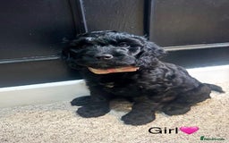 Cockapoo dogs for sale: F1 Cockapoo Puppies (1 boy and 2 girls left)  - Image 5