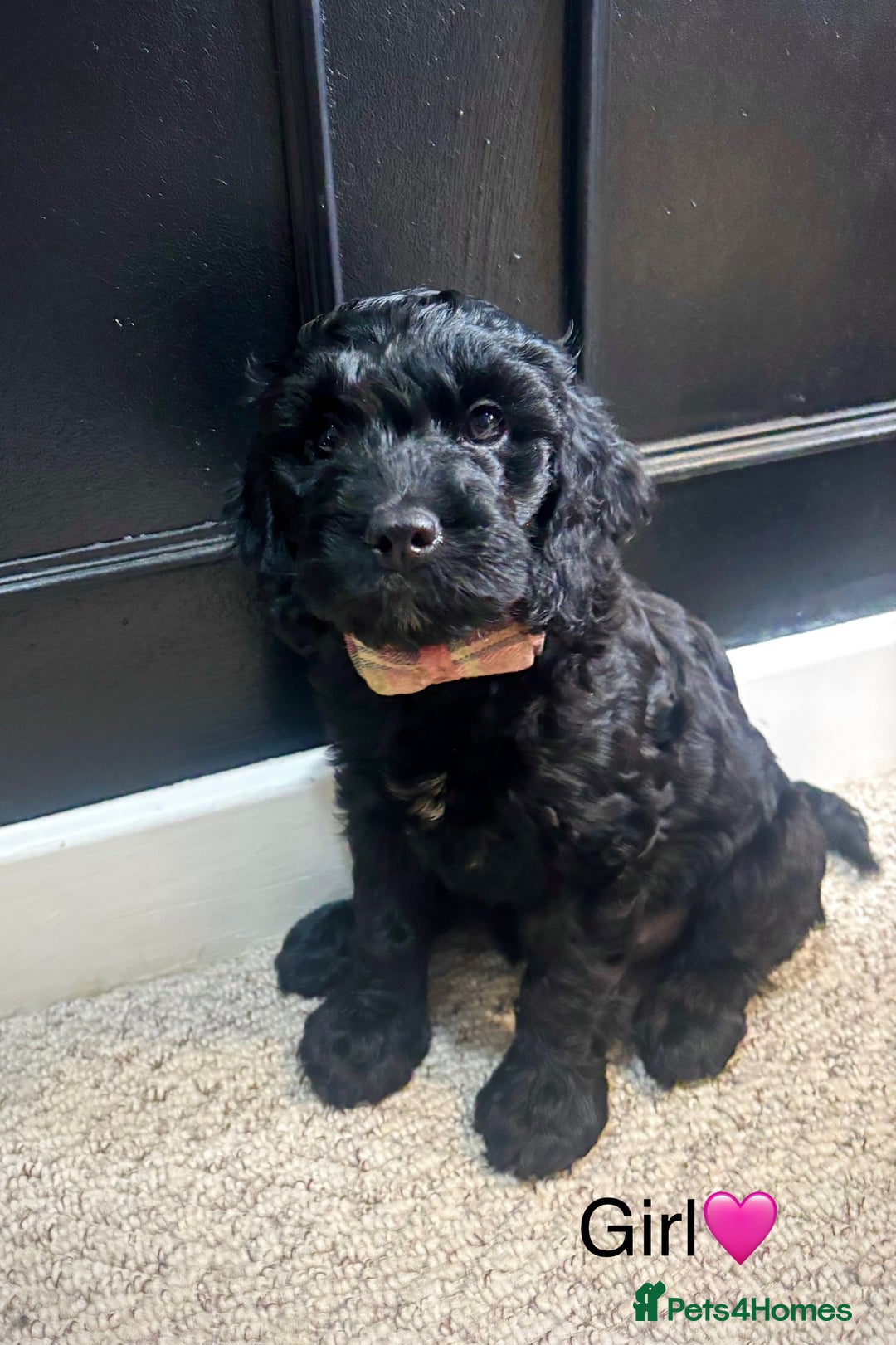Cockapoo dogs for sale: F1 Cockapoo Puppies (1 boy and 2 girls left)  - Image 5