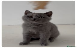 British Shorthair cats for sale: Pedigree British shorthair blue tortoise female - Image 4