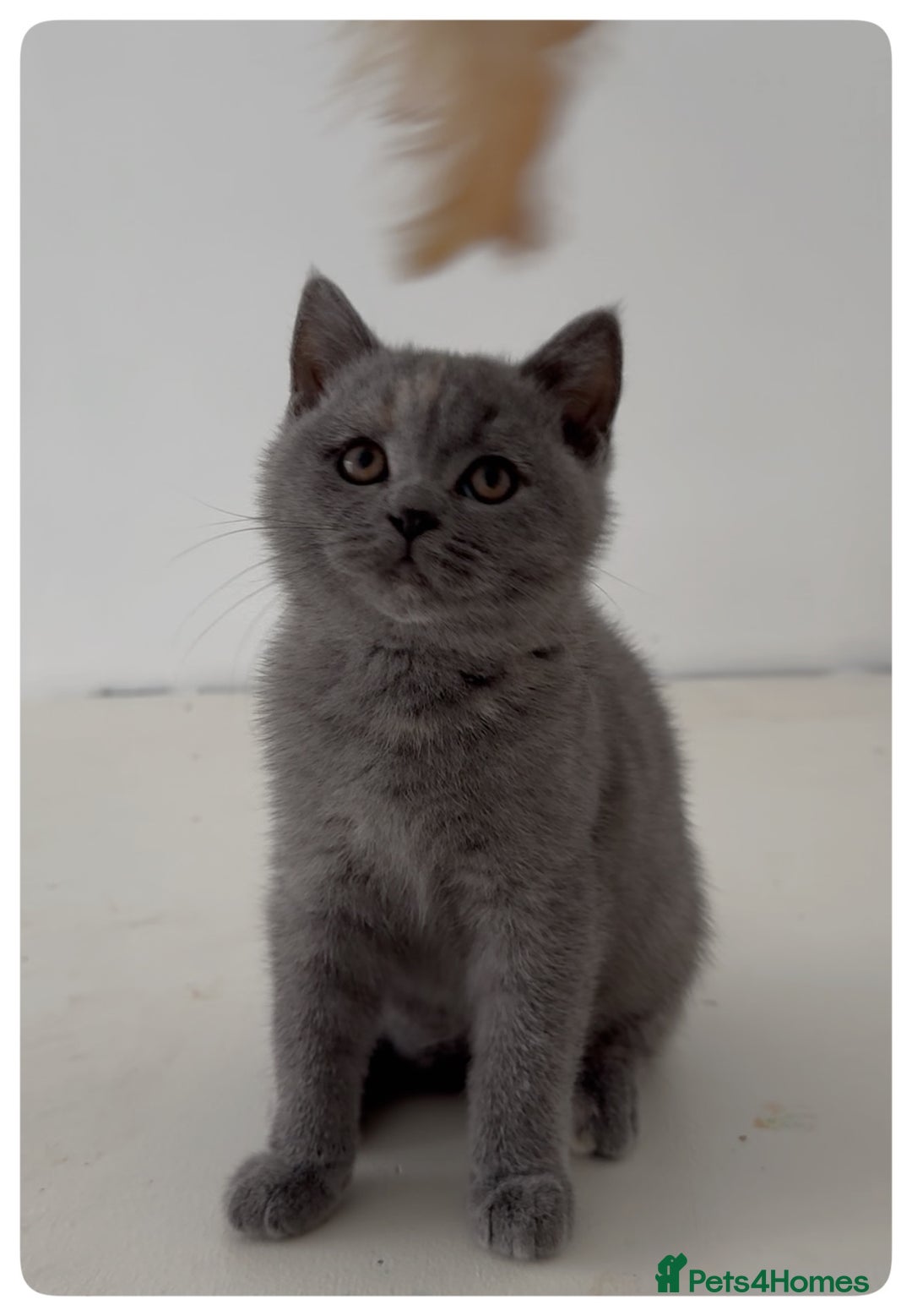 British Shorthair cats for sale: Pedigree British shorthair blue tortoise female - Image 4