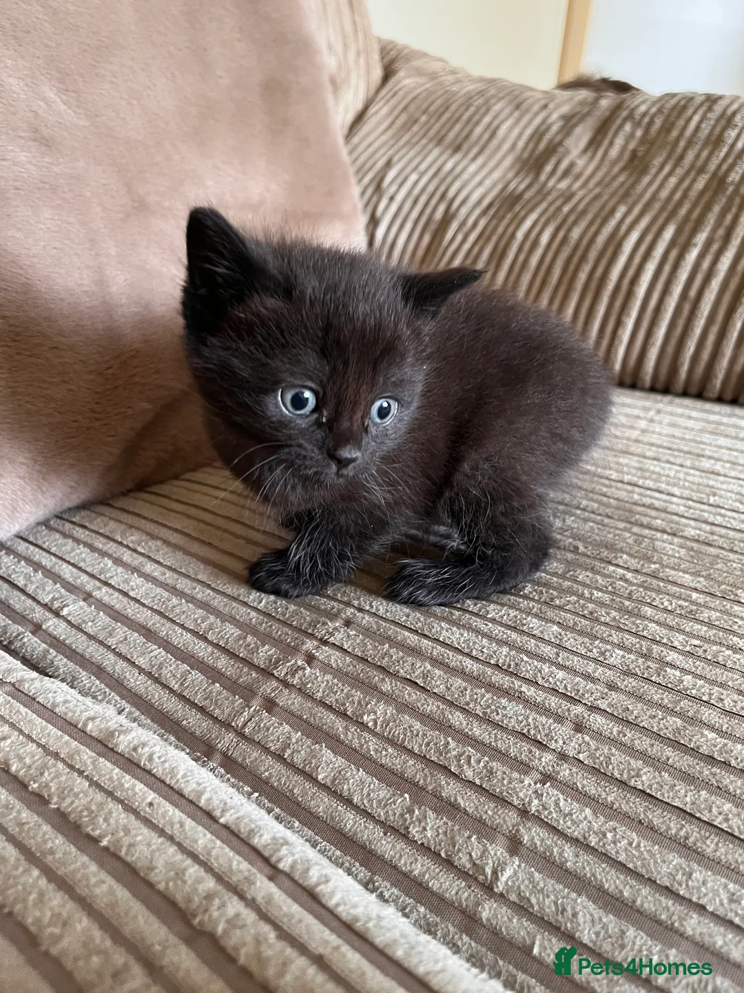 Mixed Breed cats for sale: Grey and black striped kittens For Sale - Advert 20