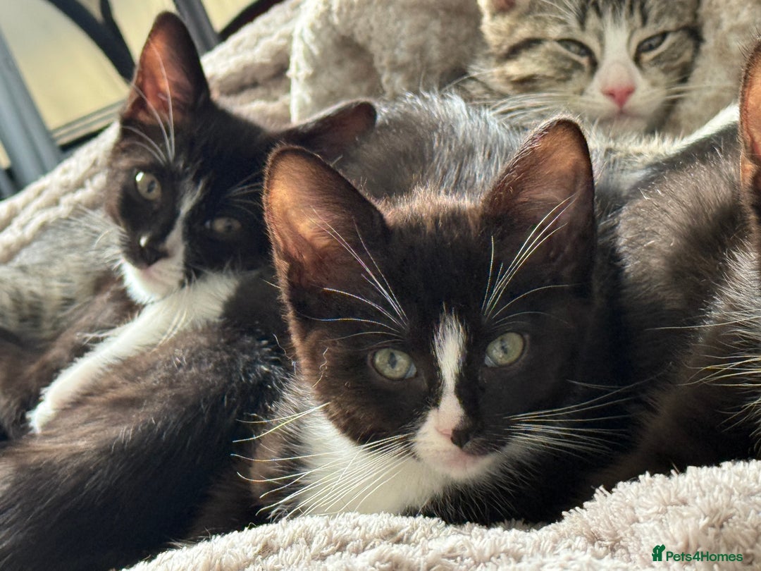 Ragdoll cats for sale: RAGDOLL X FOR SALE  - Image 4