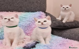 British Shorthair cats for sale: British Shorthair Silver Chinchilla  - Image 35