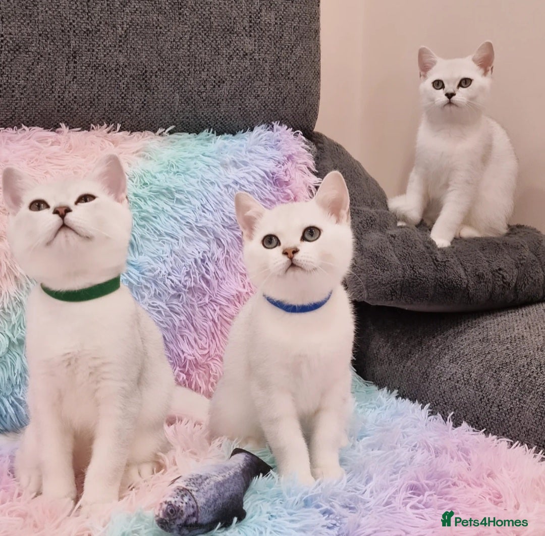 British Shorthair cats for sale: British Shorthair Silver Chinchilla  - Image 35