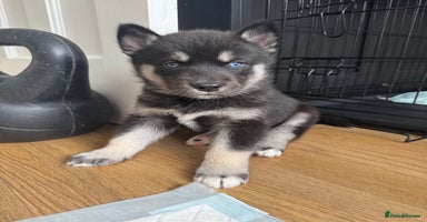 Siberian Husky dogs - Advert 3