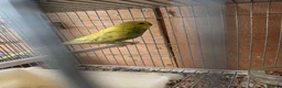 Budgerigars birds for sale: 🐦 Beautiful Baby Budgies Available! - Advert 14