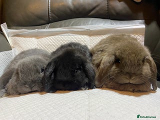 Mini Lop rabbits Mini lop litter- unusual colours. - Advert 2