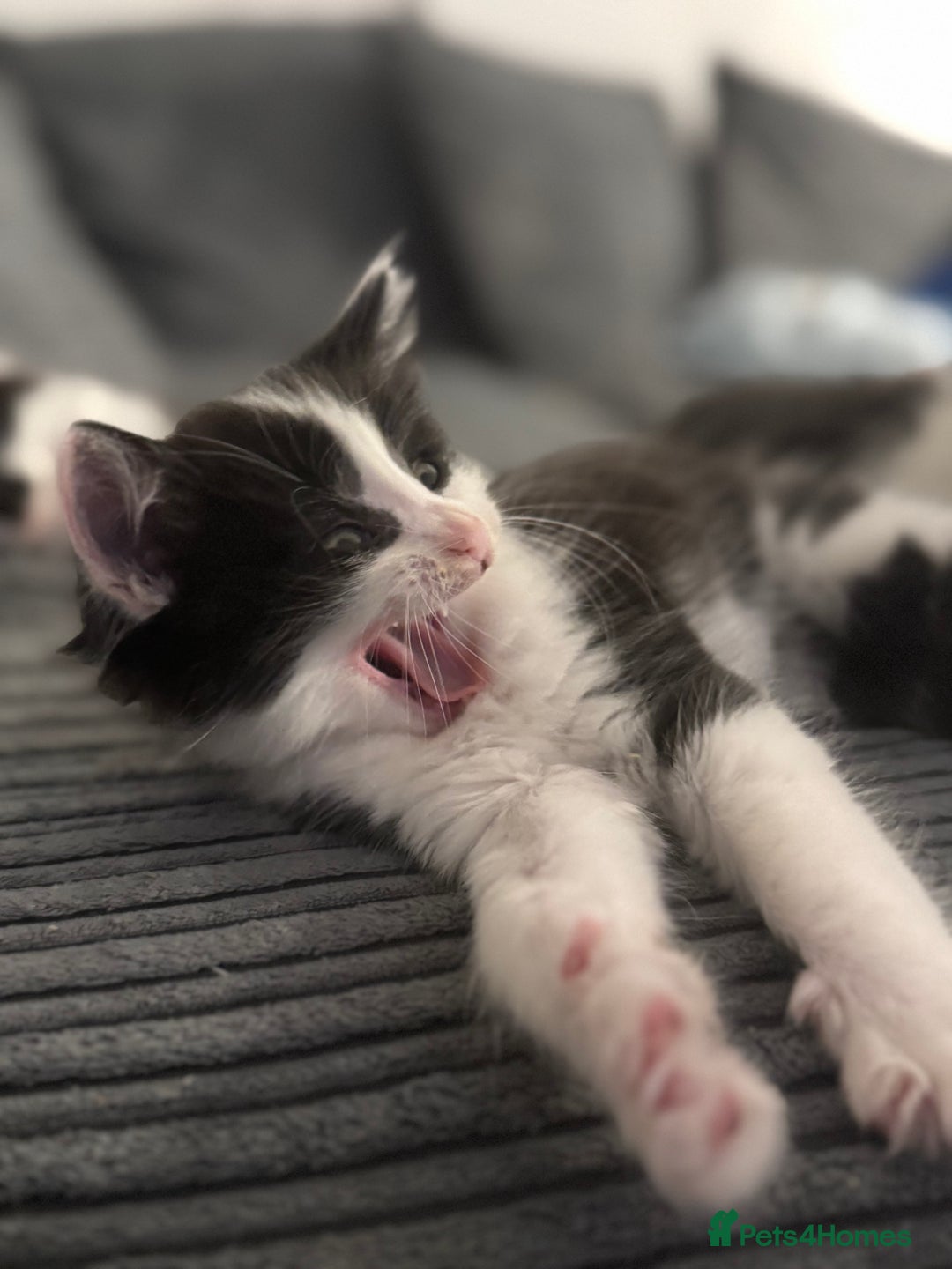 Mixed Breed cats for sale: Last little kitten left  - Image 3