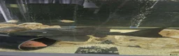 Cichlids fish for sale: Fish for sale in Milton Keynes - Advert 14