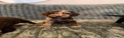 Cockapoo dogs for sale: MERLE COCKAPOO PUPPIES - Advert 4