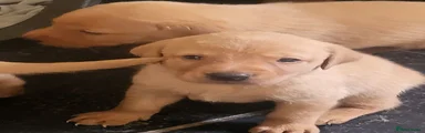 Labrador Retriever 5